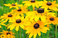 Yellow Rudbeckia Triloba Flower Seeds for Planting 100 pcs