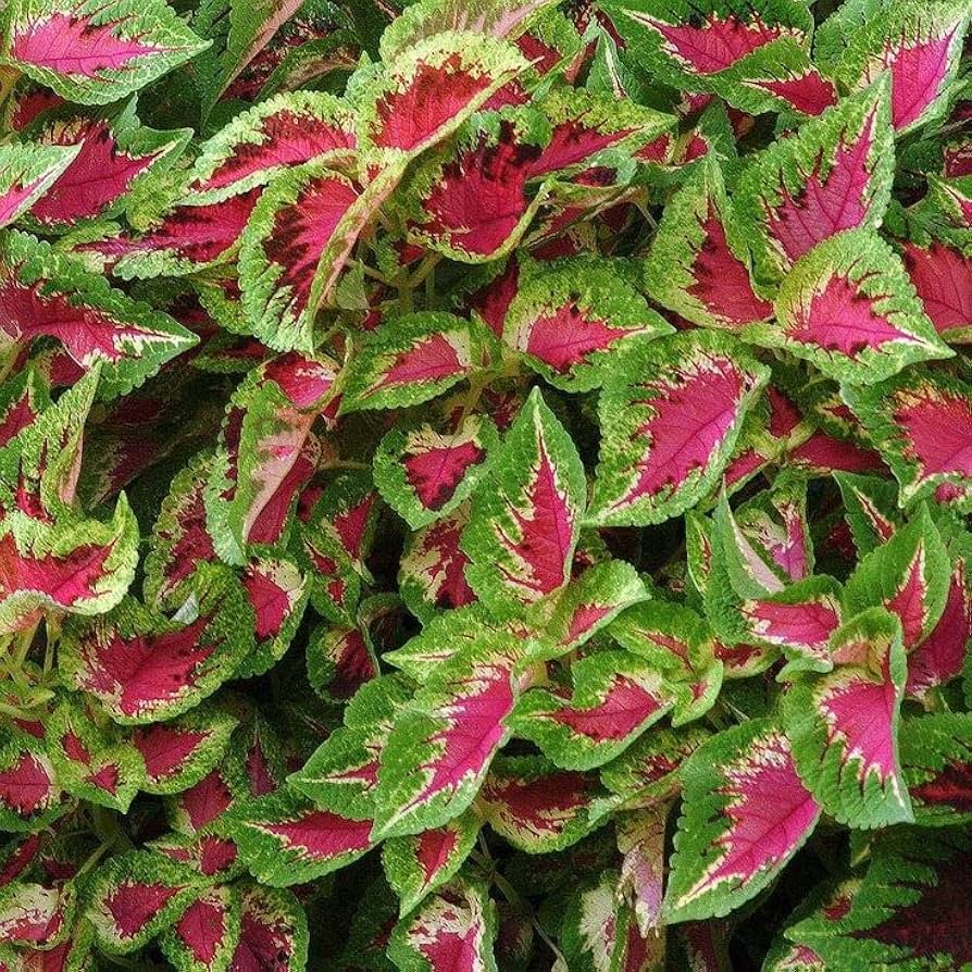 Heirloom Green Pink Coleus Flower Seeds for Planting – Non-GMO, Vibrant Ornamental Foliage Variety - Green for planting in home garden