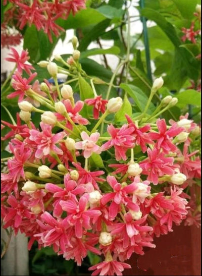 100 Pcs