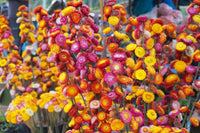 Straw Flower Seeds for Planting, Heirloom, Non-GMO, 100 pcs for planting in home garden