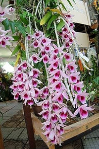 Pink Red Dendrobium Flower Seeds ƒ?? Heirloom Non-GMO Orchid Seeds for Elegant Garden Planting