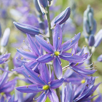 Blue Camas Camassia Flower Seeds, Heirloom, Non-GMO Seeds for Planting seeds for planting in home garden