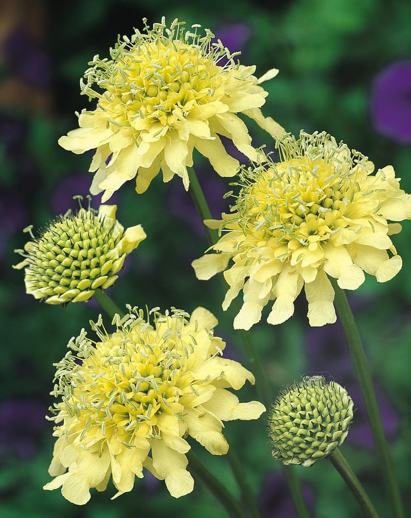 Cephalaria Gigantea Flower Seeds â€“ Heirloom, Non-GMO Seeds for Planting Tall Garden Blooms for planting in home garden