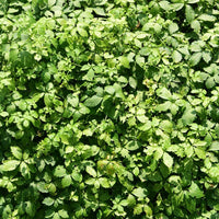 Jiaogulan Herb Seeds â€“ Heirloom, Non-GMO, Longevity Plant Seeds for Medicinal Garden Planting for planting in home garden