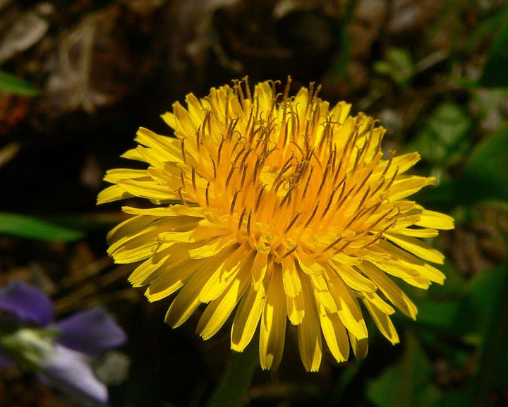 Heirloom Non-GMO Taraxacum Flower Seeds for Garden Planting – Medicinal Dandelion Blooms