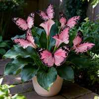 Shade-tolerant hosta leaves creating an attractive woodland landscape.
