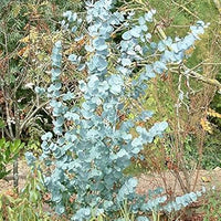 Sea Blue Eucalyptus Gunnii Plant Seeds for Planting-Heirloom & Non-GMO Seeds for planting