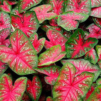 Caladium Seeds for Planting – Heirloom & Non-GMO Ornamental Foliage Plant Seeds
