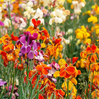 English Seeds Wallflower "Cheiranthus", Seeds