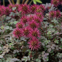Heirloom Non-GMO Acaena Microphylla Flower Seeds for Planting – Ground Cover with Unique Blooms
