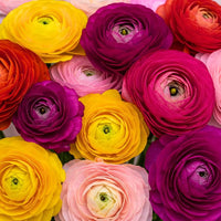 Mixed Peony Ranunculus Seeds for Planting – Persian Buttercup Flower Seeds for Garden