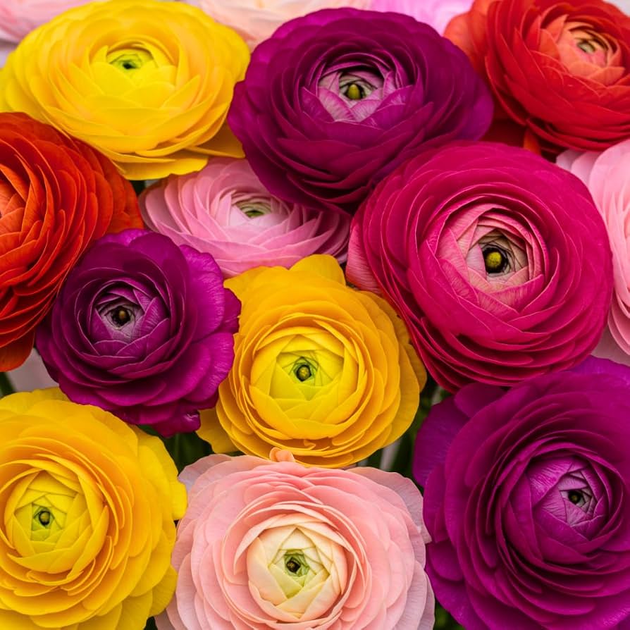 Mixed Peony Ranunculus Seeds for Planting – Persian Buttercup Flower Seeds for Garden
