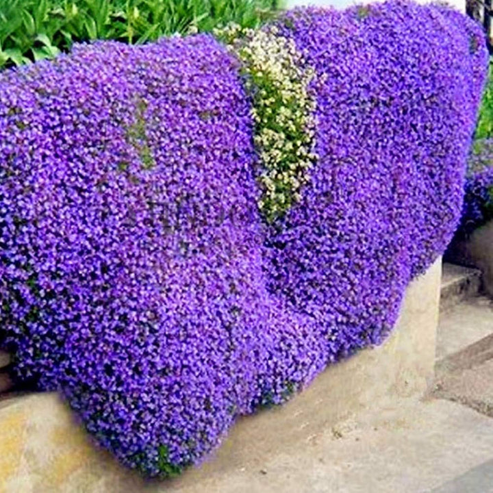 Purple Cress Flower Seeds for Planting, Unique Blooms, 100 pcs