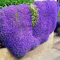 Purple Cress Flower Seeds for Planting, Unique Blooms, 100 pcs