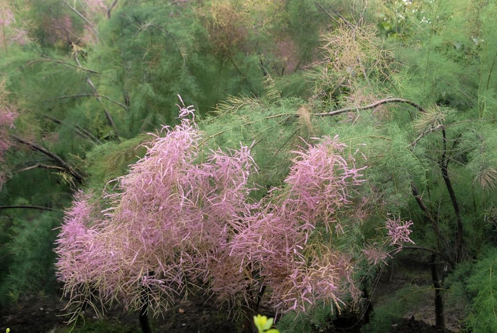 Tamarix Flower Seeds for Planting - 100 pcs