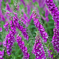Organic Digitalis Flower Seeds for Planting ƒ?? Heirloom, Non-GMO