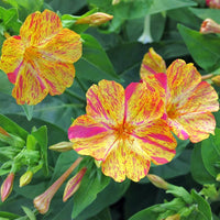 Yellow Red Four O'Clock Seeds for Planting – Organic, Heirloom, Non-GMO Flower Seeds