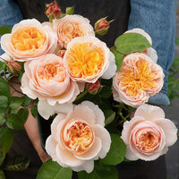 Juliet Flower Seeds for Planting - NON GMO Seeds