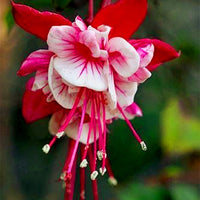 Heirloom Non-GMO Red White Fuchsia Flower Seeds for Planting – Vibrant Blooms for Home Garden seeds for planting in home garden