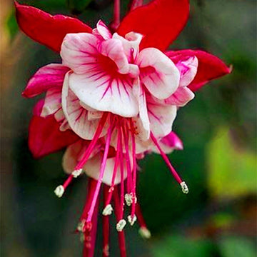Heirloom Non-GMO Red White Fuchsia Flower Seeds for Planting – Vibrant Blooms for Home Garden seeds for planting in home garden