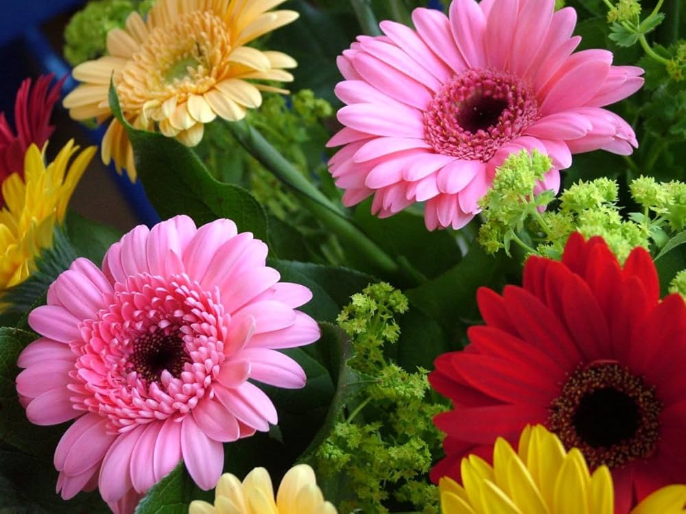 Gerbera Flower Seeds – Heirloom, Non-GMO, Bright Daisy-Like Blooms for Garden Planting