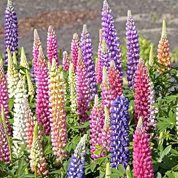 Lupin Pixie Flower Seeds – Heirloom Non-GMO Seeds for Compact and Colorful Garden Planting