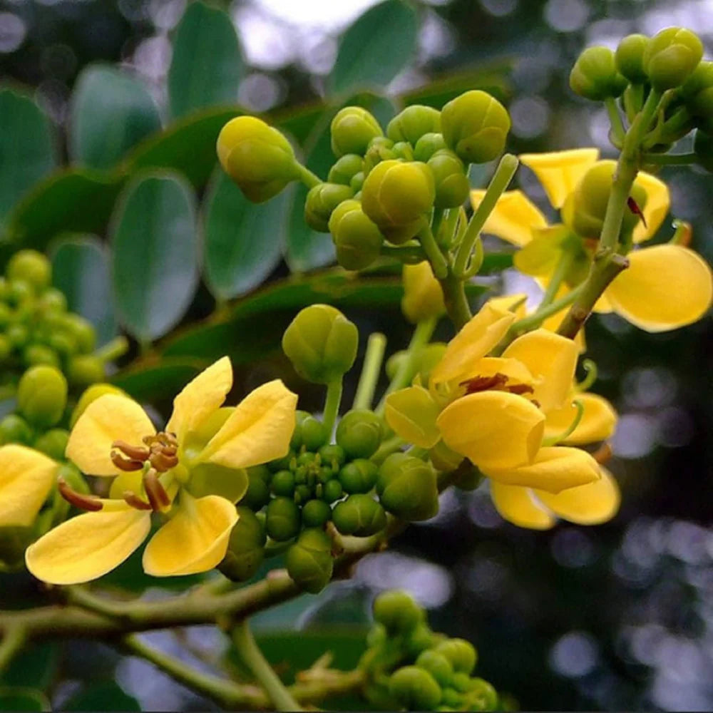 Cassia Flower Seeds for Planting, Heirloom, Non-GMO, 100 pcs