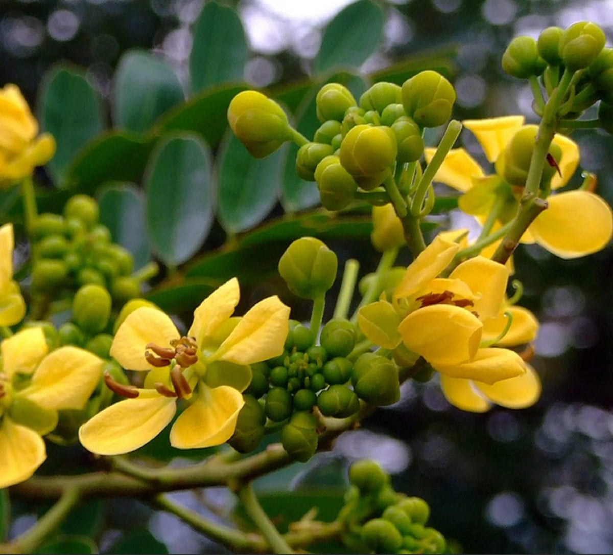 Cassia Flower Seeds for Planting, Heirloom, Non-GMO, 100 pcs
