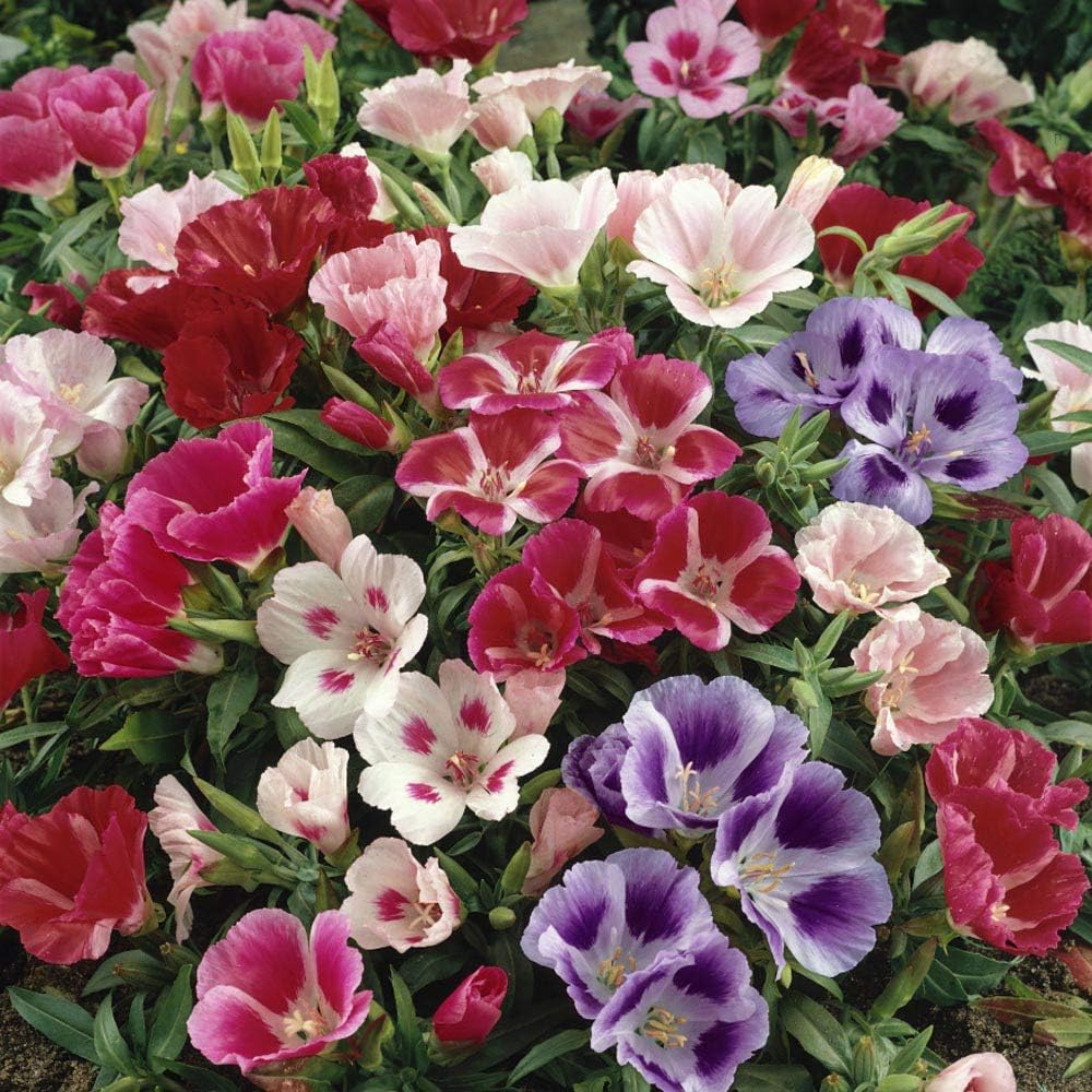 Azalea Flower Seeds Multicolor for Planting NON GMO Seeds seeds for planting in home garden
