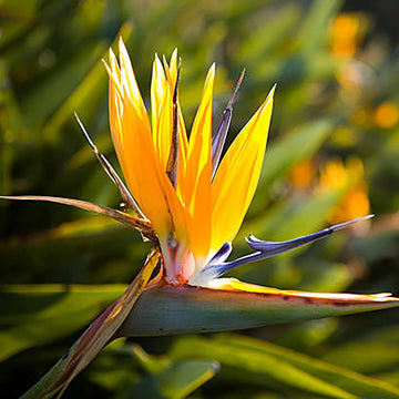 Heirloom Non-GMO Green Strelitzia Reginae Flower Seeds for Planting – Rare Tropical Bird of Paradise Seeds - Non-GMO for planting in home garden