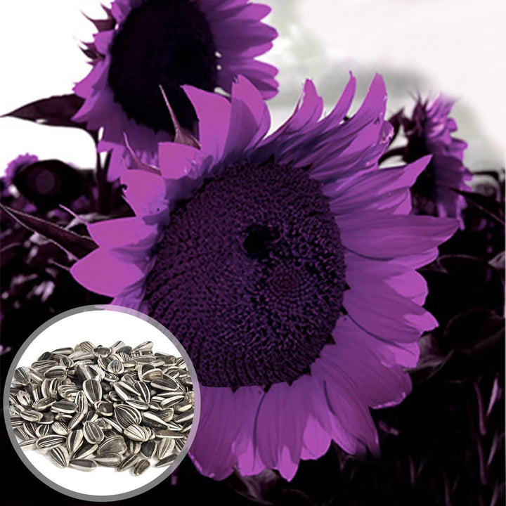 Purple Mini Sunflower Seeds for Planting â€“ Compact Blooms, Great for Pots & Borders, Non-GMO