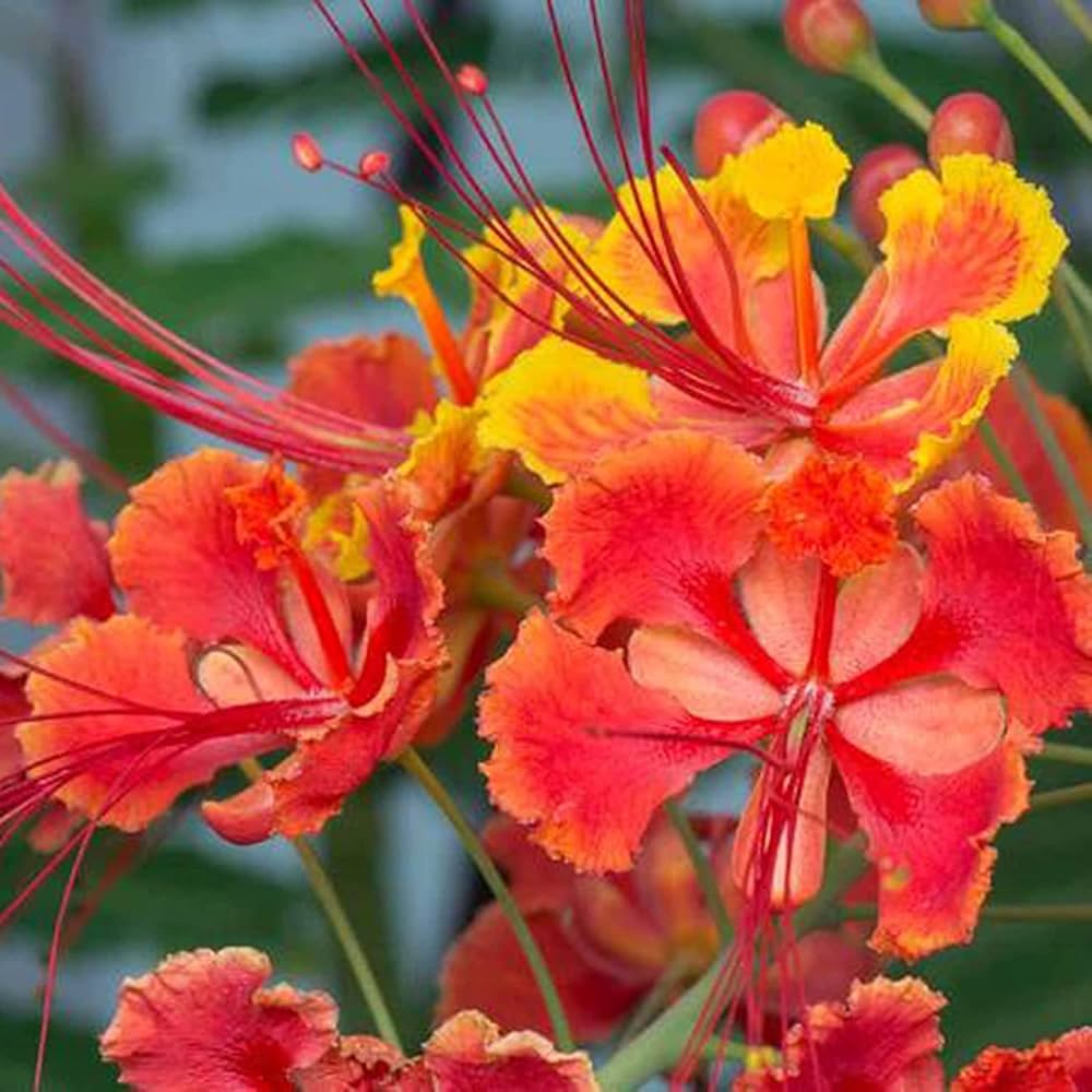 Caesalpinia Flower Seeds for Planting, Heirloom, Non-GMO, 100 pcs