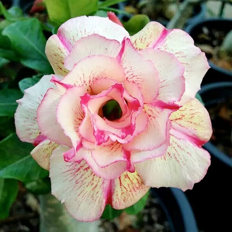 Desert Rose Seeds (Adenium Obesum) â€“ Heirloom Non-GMO Succulent Plant Seeds for Growing Indoors/Outdoors for planting in home garden