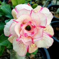 Desert Rose Seeds (Adenium Obesum) â€“ Heirloom Non-GMO Succulent Plant Seeds for Growing Indoors/Outdoors for planting in home garden