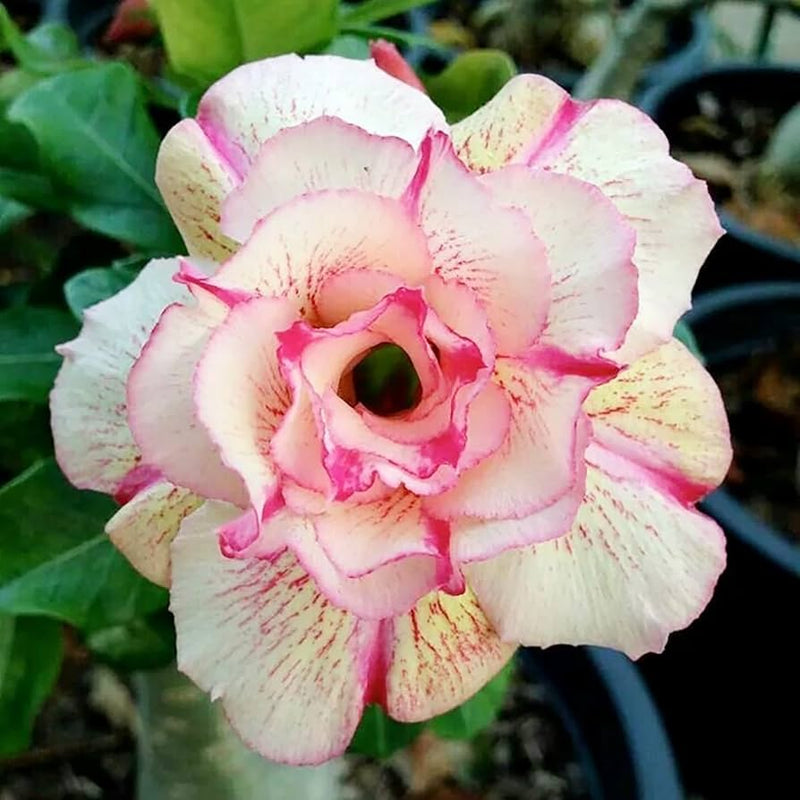 Desert Rose Seeds (Adenium Obesum) â€“ Heirloom Non-GMO Succulent Plant Seeds for Growing Indoors/Outdoors for planting in home garden