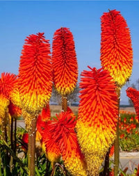 Red Hot Poker Torch Lily, Kniphofia Perennial Flower Seeds for Planting – Heirloom and Non-GMO Garden Seeds for planting in your garden.