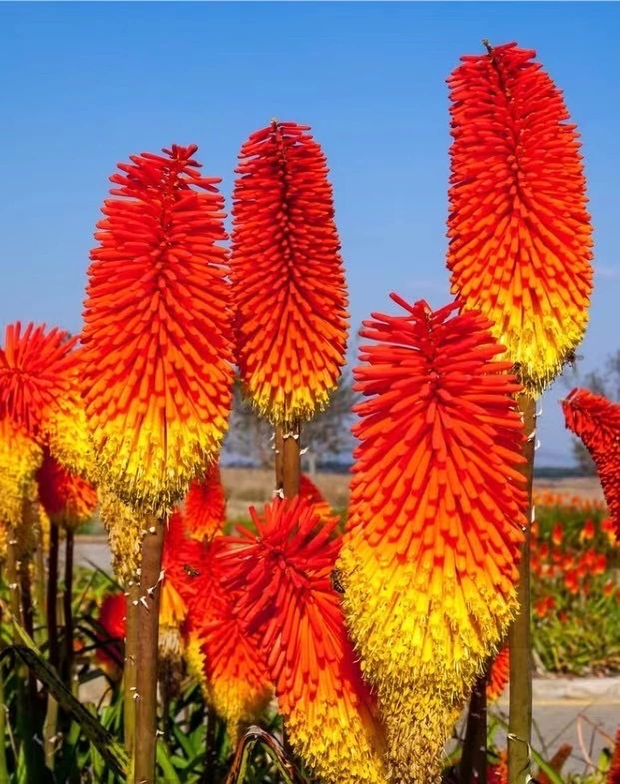 Red Hot Poker Torch Lily, Kniphofia Perennial Flower Seeds for Planting ƒ?? Heirloom and Non-GMO Garden Seeds for planting in your garden.