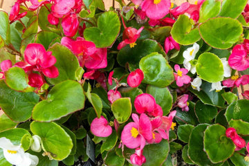 Heirloom Non-GMO Pelleted Begonia Flower Seeds for Planting – Easy-Grow Blooming Flower Seeds - Non-GMO for planting in home garden
