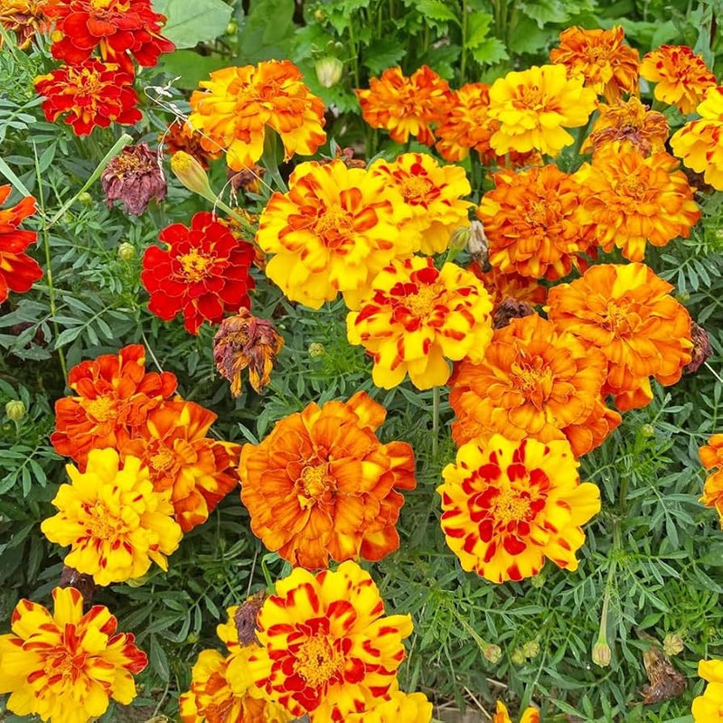 Heirloom Marigold Sparky Flower Seeds, Non-GMO Bright Blooms for Vibrant Garden Planting