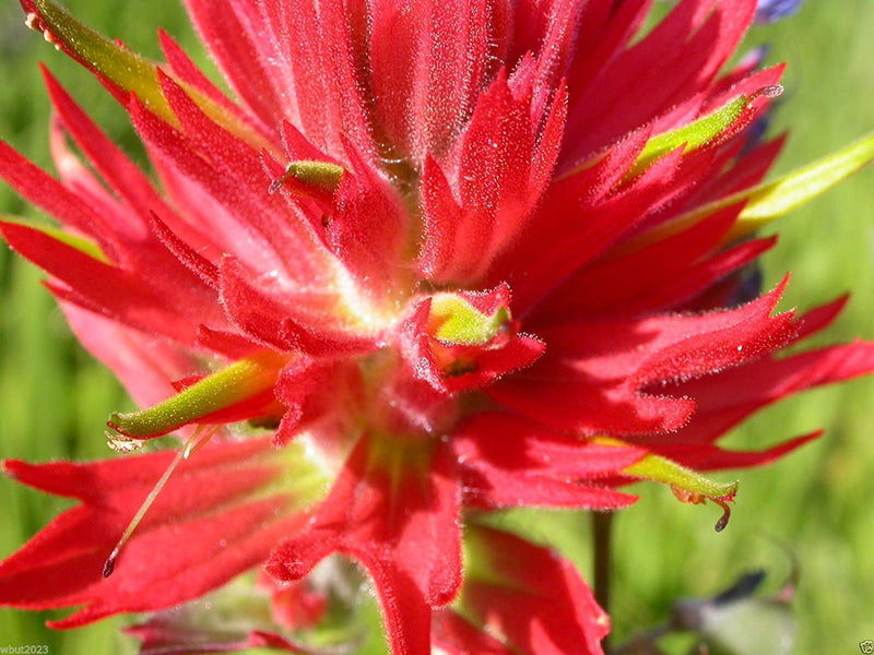 Red Castilleja Flower Seeds for Planting - 100 pcs for planting in your garden.