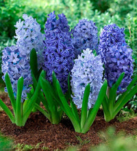 Sky Blue Hyacinthus Orientalis Flower Seeds for Planting NON GMO Seeds