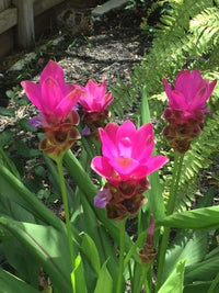 Siam Tulip Flower Seeds for Planting â€“ Heirloom, Non-GMO, Vibrant Blooms for Your Garden