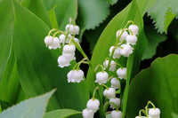 White Lily of the Valley Flower Seeds for Planting - Heirloom and Non-GMO Garden Seeds