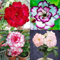 Mixed Desert Rose Flower Seeds | Colorful Ornamental Bloom Variety for Home Gardens
