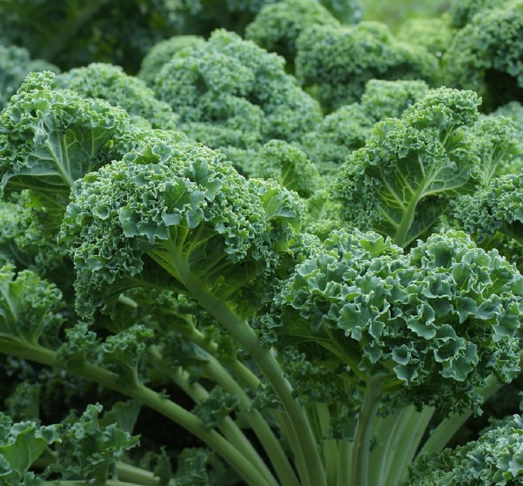Green Curled Kale Vegetable Seeds for Planting heirloom & Non-GMO Seeds