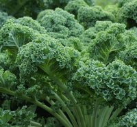 Green Curled Kale Vegetable Seeds for Planting heirloom & Non-GMO Seeds