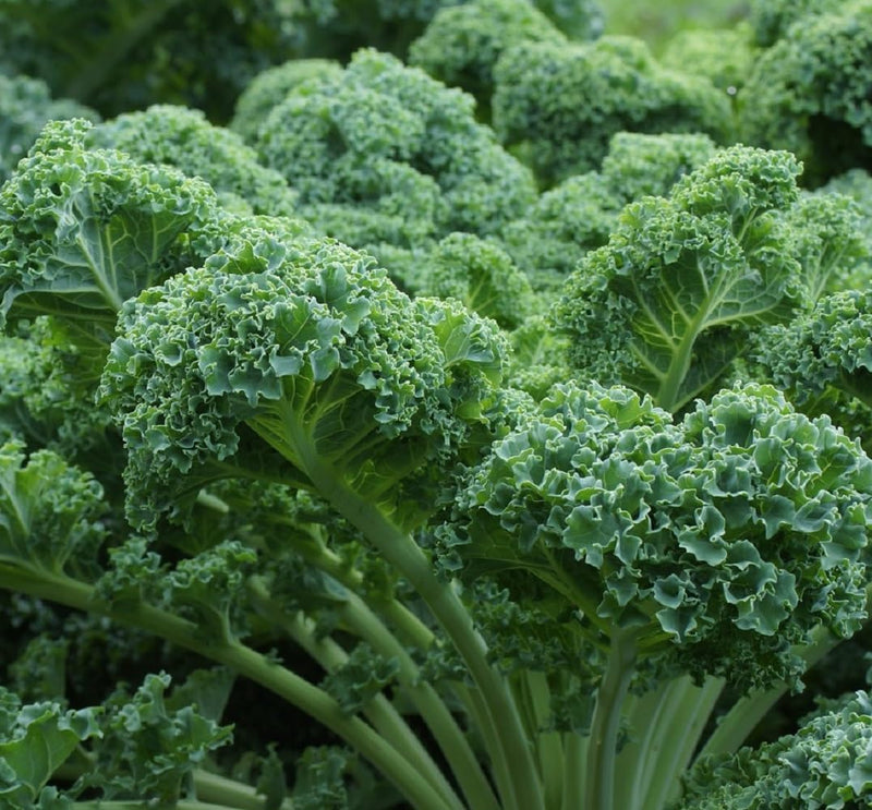 Green Curled Kale Vegetable Seeds for Planting heirloom & Non-GMO Seeds