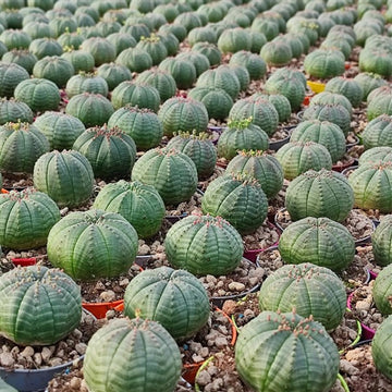 Heirloom Euphorbia Obesa Succulent Seeds for Planting, Non-GMO - Euphorbia for planting in home garden