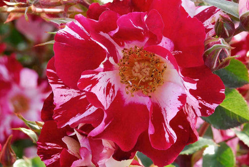 Climbing Rose Red & White Plant Seeds Non-GMO Heirloom Garden Seeds for Planting and Growing