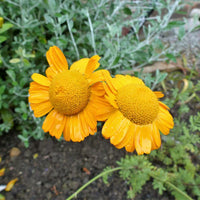 Heirloom Non-GMO Yellow Arnica Montana Flower Seeds for Medicinal and Mountain Garden Planting